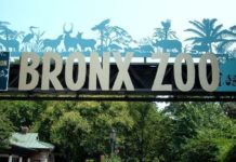 Lo zoo del Bronx lo zoo del bronx